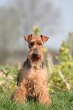 WELSH TERRIER 129